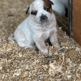 Malibu - Red speckled Australian Cattle Dog puppy in Ellensburg, Washington from Boondock Bandits