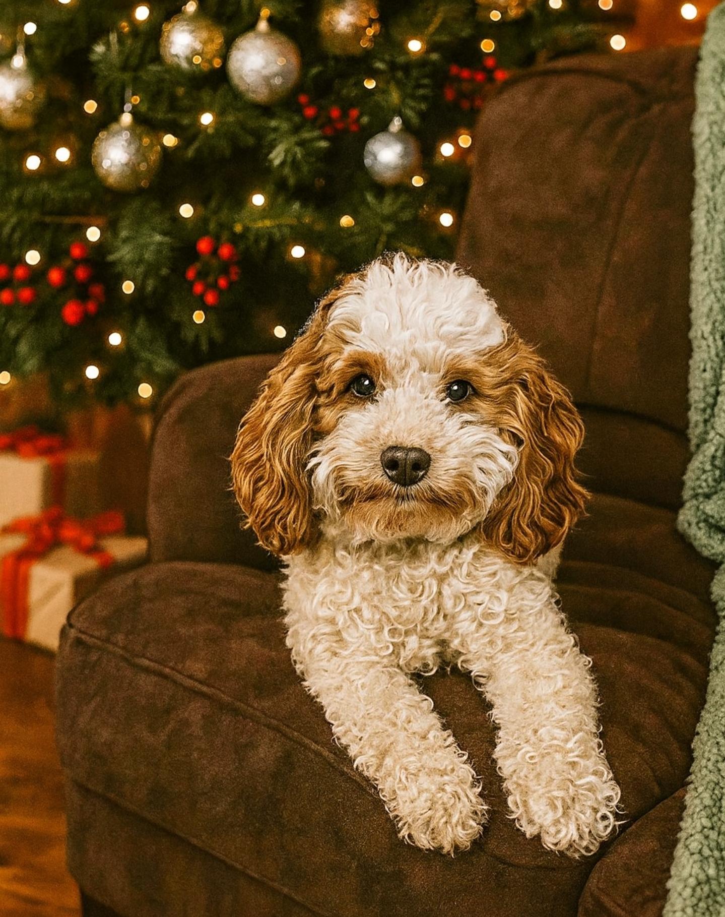 A Doodle For You in Pennsylvania | Cavapoo, Cockapoo or Goldendoodle ...