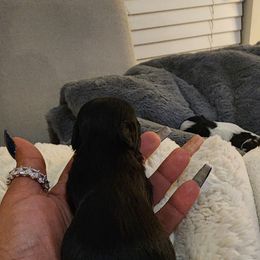 Thunder - Black male Havanese puppy in Richmond, Texas from Marcia Hamlet
