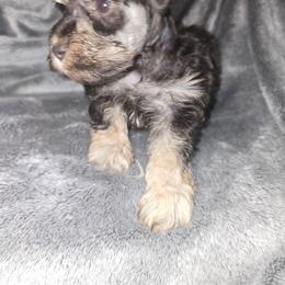 Girl 1 - Liver female Miniature Schnauzer puppy in Calera, Alabama from Burnett Cove Kennels