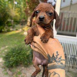 Pip - Dapple female Dachshund puppy in Augusta, Georgia from Cherokee Hill Dachshunds