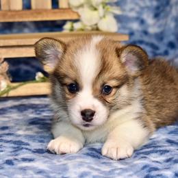 Fir - Red male Pembroke Welsh Corgi puppy in East Canton, Ohio from Victorian Farms