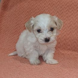 Havanese Puppies from AKC Havanese