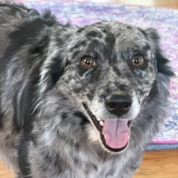 Keeley - Australian Shepherd