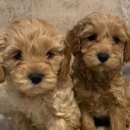 Australian Labradoodles from Ohana Australian Labradoodles