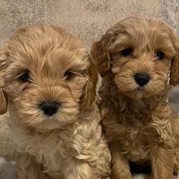 Australian Labradoodles from Ohana Australian Labradoodles