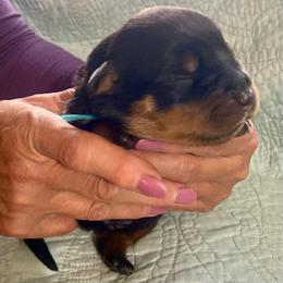 Strike - Black and mahogany male Rottweiler puppy in Crothersville, Indiana from The Solid Rock Kennel