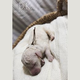 Goldendoodle Puppies from MAGNOLIA FARM DOODLES