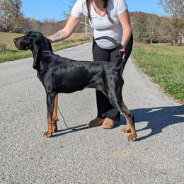 Fancy - Black and Tan Coonhound