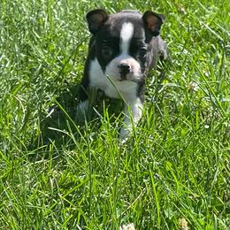 Kara - Black and white female Boston Terrier puppy in Fillmore, Illinois from Wind Hill Puppies