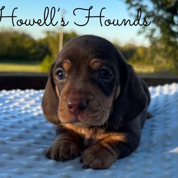 Binx - Chocolate and tan Dachshund puppy in Salvisa, Kentucky from Howell’s Hounds