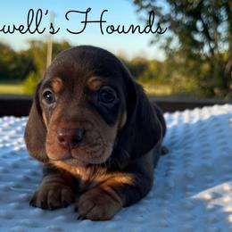 Binx - Chocolate and tan Dachshund puppy in Salvisa, Kentucky from Howell’s Hounds