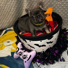 Lock (yellow collar) - French Bulldog puppy from K&J Frenchies