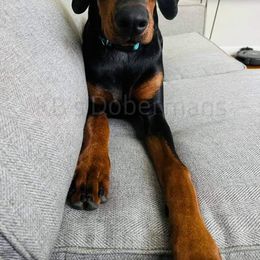 Doberman Pinscher Puppies from KB's Dobermans