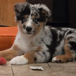 Hudson - Blue merle male Australian Shepherd puppy in Solon, Maine from Mountain Range Australian Shepherds