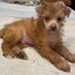 DaoDog Orangette  Cookie - Chocolate male Chinese Crested puppy in Highland Park, Michigan from Family Kennel Dao Dog