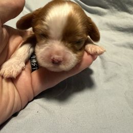 Girl 1 - Blenheim female Cavalier King Charles Spaniel puppy in Louisville, Kentucky from Royal Quin Cavaliers