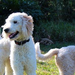 Poodles from Bailey & Nooodle's Poodles