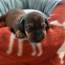 Green Collar Male - Red male Dachshund puppy in Madison, Michigan from Jensen Dobermans and Dachshunds