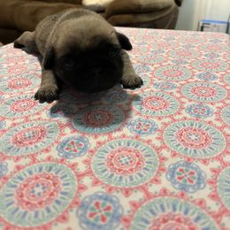 Boy 6 - Fawn Pug puppy in South Carolina from Pugs From the Corner