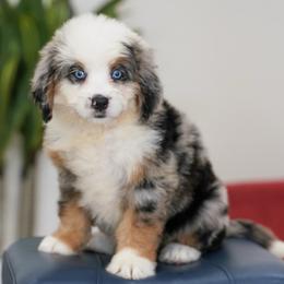 Pixie - Blue merle female Bernedoodle puppy in Dundee, Ohio from Down Home Doodle