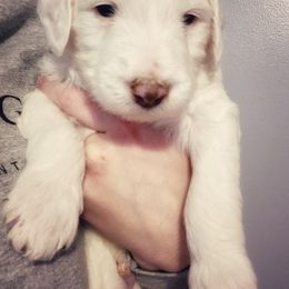 Goldendoodle Puppies from Lady Doodle Farm