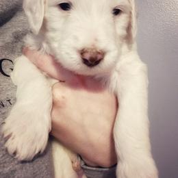 Goldendoodle Puppies from Lady Doodle Farm