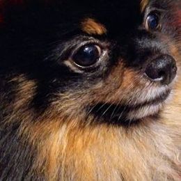 Pomeranians from Brenda Cissney