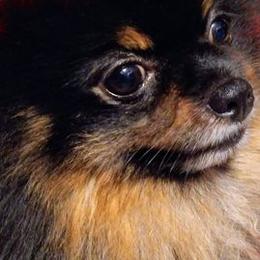 Pomeranians from Brenda Cissney