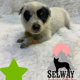 Green Collar - Blue male Australian Cattle Dog puppy in Kamiah, Idaho from Selway Australian Cattle Dogs
