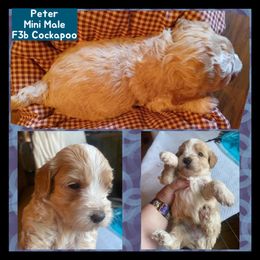 Cockapoo, Cocker Spaniel, and Poodle Puppies from MoonShine Babies Cockapoos and Poodles