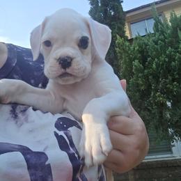 Purple - White female Boxer puppy in Spring, Texas from Sanchez Boxers