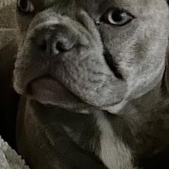 Stitch - French Bulldog