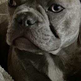 Stitch - French Bulldog