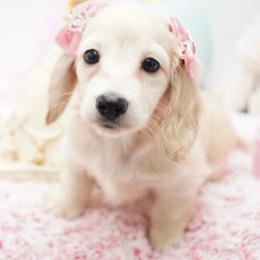 Paddy - Cream female Dachshund puppy in Big Rapids, Michigan from 30 Acre Woods Dachshunds