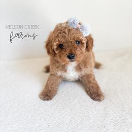Goldie - Red female Maltipoo puppy in Huntsville, Texas from Nelson Creek Farms