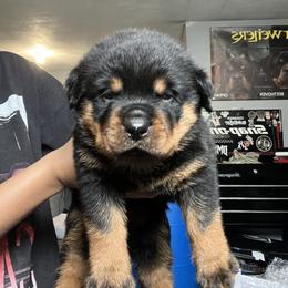 Rottweiler Puppies from Vonbart Rottweilers