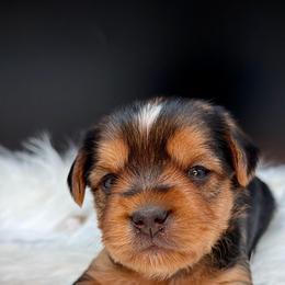 Girl 1 periwinkle - Black and tan female Yorkshire Terrier puppy in Machesney Park, Illinois from Three Yorkie Family