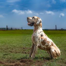 Honey - Great Dane
