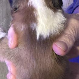 Havoc - Black and white male Shetland Sheepdog puppy in New Waterford, Ohio from Georgina's Shetland Sheepdog