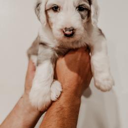Sheepadoodle Puppies from DOODCompany
