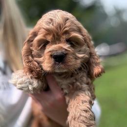 Girl 2 - Red female Cocker Spaniel puppy in Spotsylvania, Virginia from Wilkshire Farm