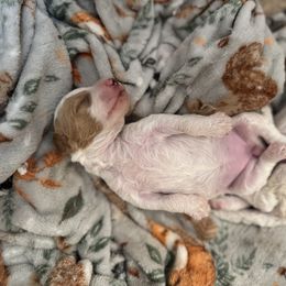 Lucy - Parti female Goldendoodle puppy in Rialto, California from Bridge City Doodles