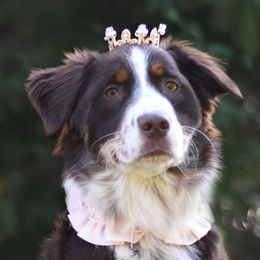 Posey - Australian Shepherd