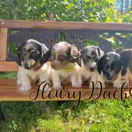 Dachshund Puppies from FleuryDachs