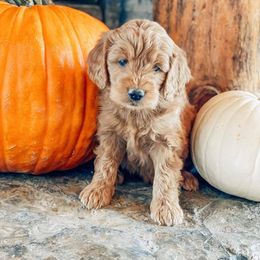 Aussiedoodle, Goldendoodle, Poodle, and Saint Berdoodle Puppies from Rocky Ridge Ranch