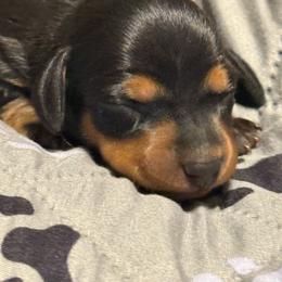 Susie - Black and tan female Dachshund puppy in Hardy, Arkansas from Tracy's Dachshunds