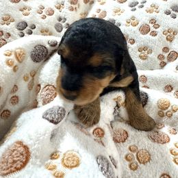 Eva aka Miss Gray - Black and tan female Airedale Terrier puppy in Mooresville, North Carolina from Farm 55