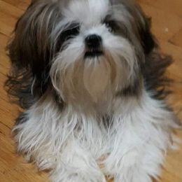 Shih Tzus from Sassy Little Shih Tzu's