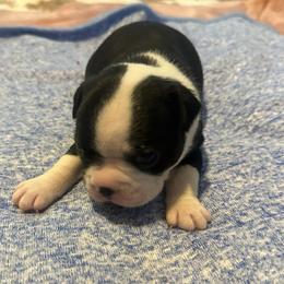 Jasper Boy 1 - Black and white male Boston Terrier puppy in Brookville, Ohio from Best Friend Bostons